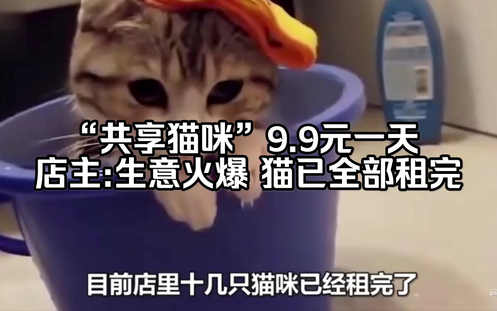 “共享猫咪”9.9元一天 店主:生意火爆 猫已全部租完哔哩哔哩bilibili