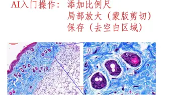 研途指南:（Adobe illustrator）AI科研作图，添加比例尺 局部放大及去空白保存
