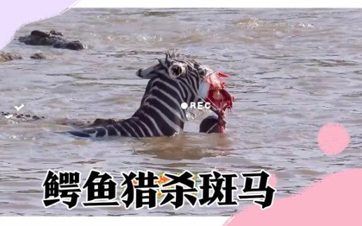 斑马被鳄鱼咬下半张脸没有了嘴巴还能生存吗动物世界