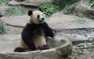 Скачать видео: 【大熊猫良月】210330重动，孩子会洗澡了，还是很聪明，至少喝的是“洗掌水”（摊手）