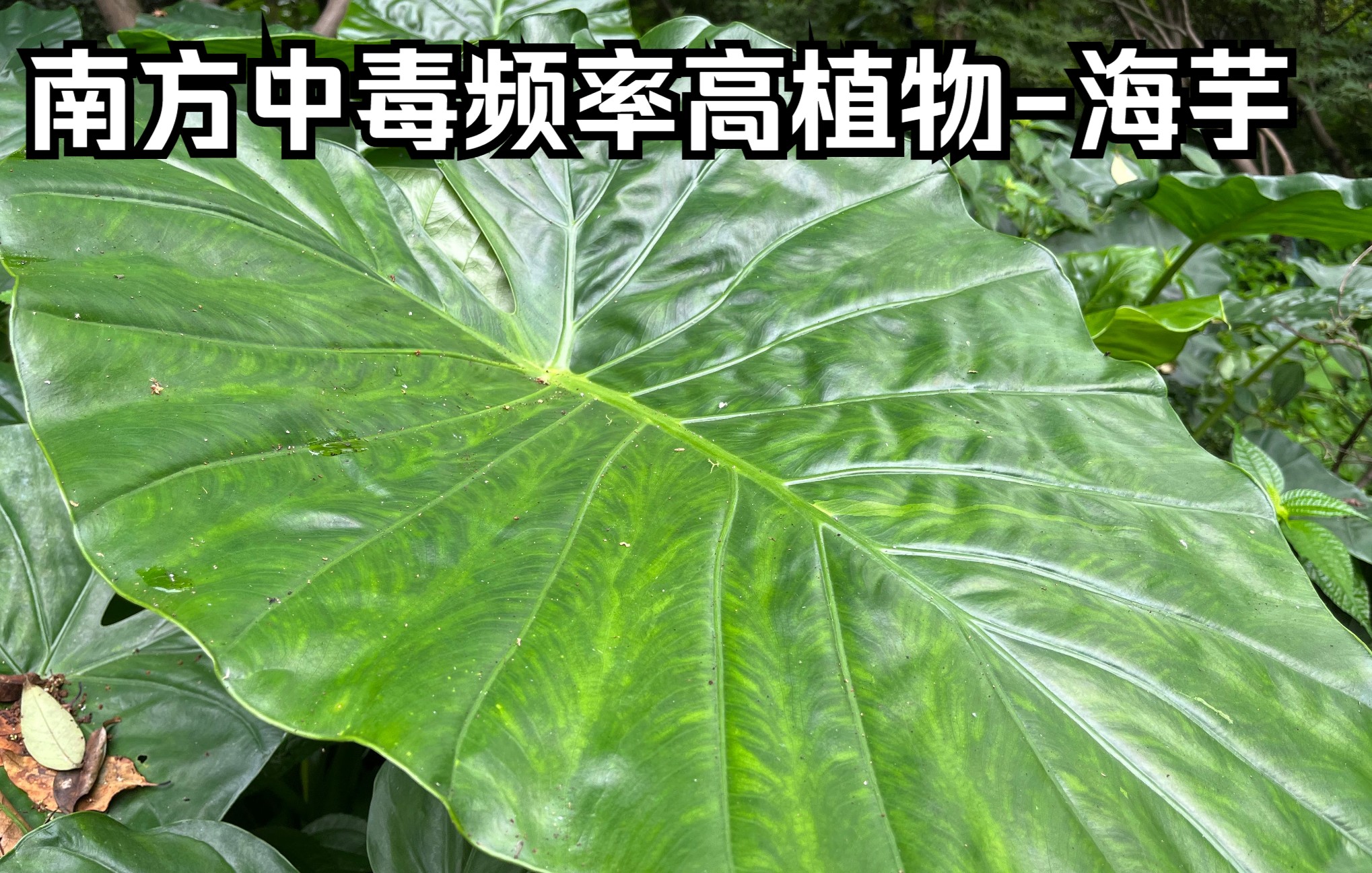 [图]夏秋南方中毒频率比较高的有毒植物滴水观音真的不能碰吗