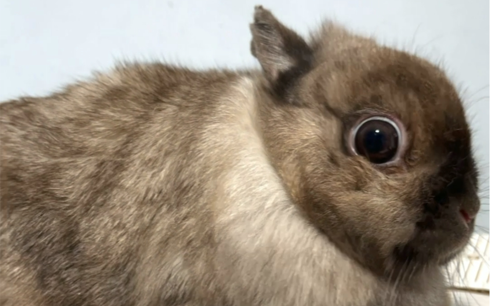 暹罗侏儒兔大眼妹,天生的挖煤工兔_哔哩哔哩 (゜-゜)つロ 干杯~-bili