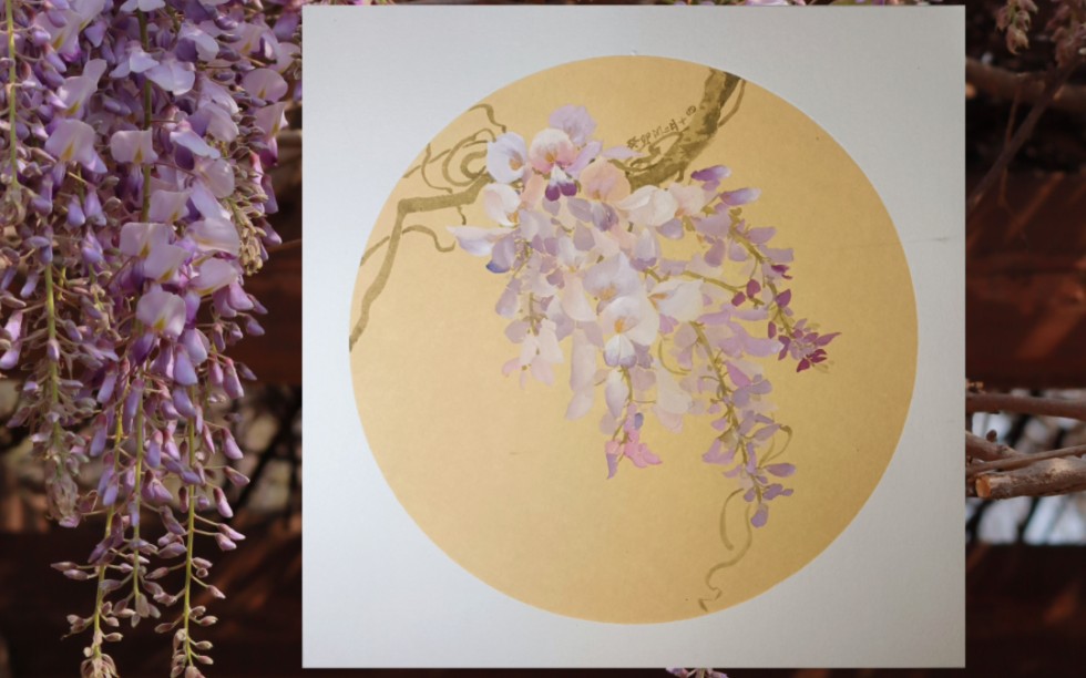 没骨花鸟丨紫藤