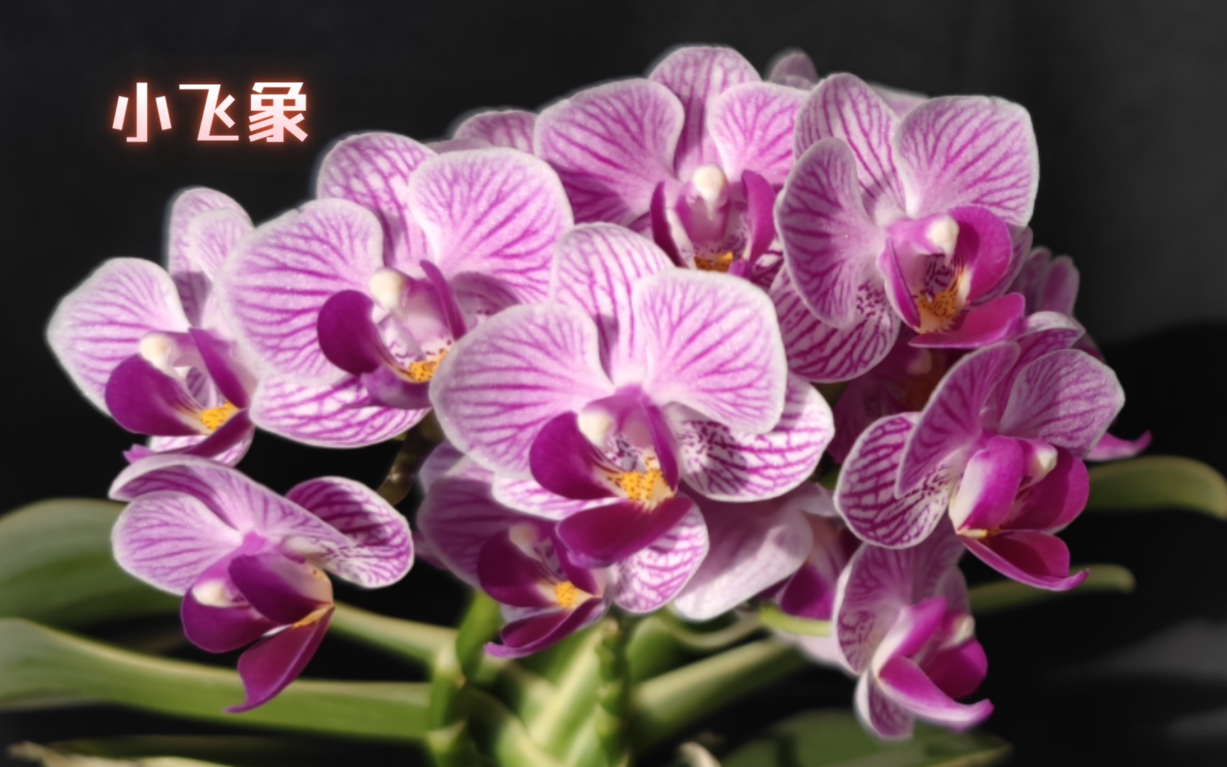 蝴蝶兰 金边小飞象