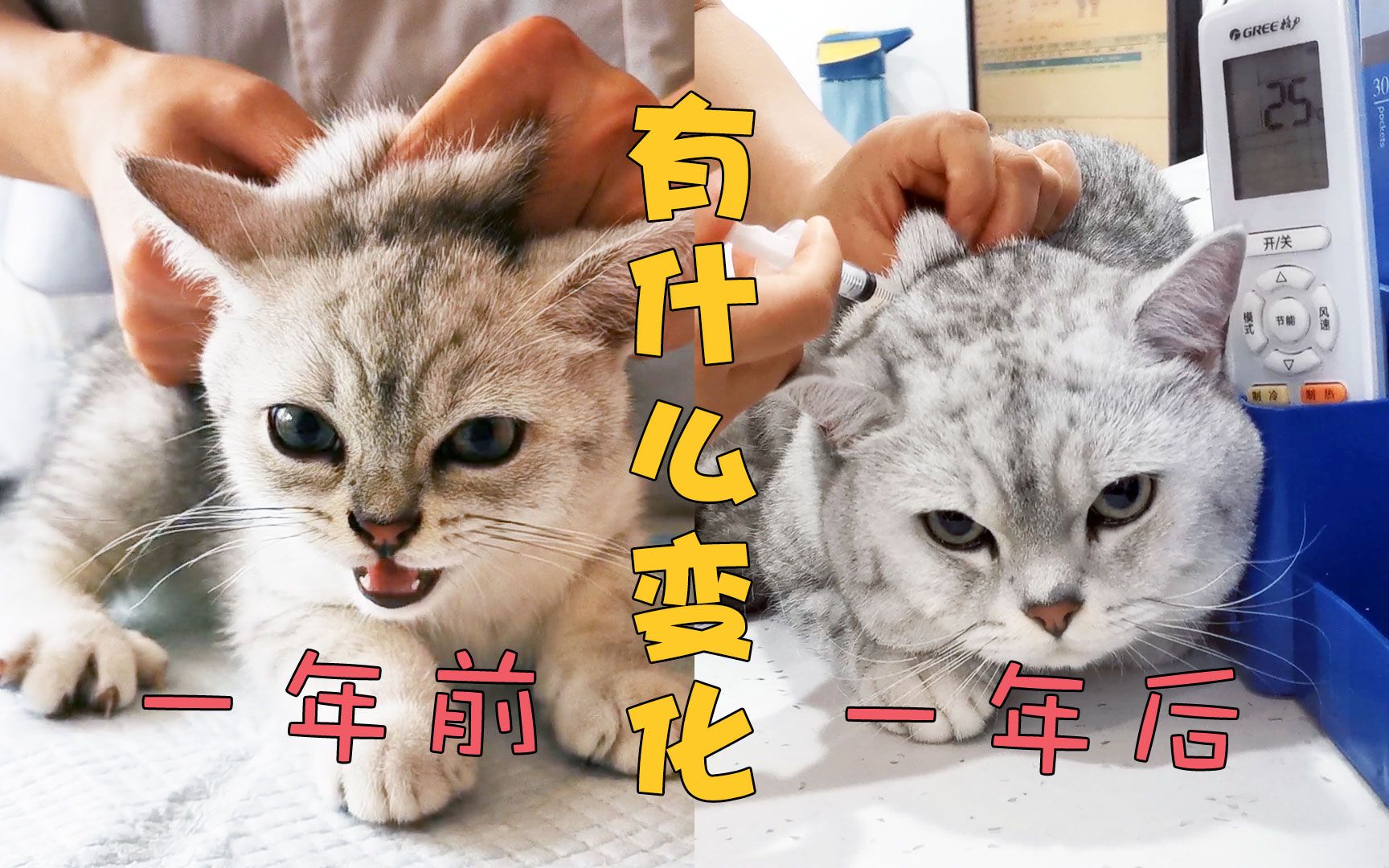 一年前,一年后打针的对比~小猫咪长大后会变勇敢吗?