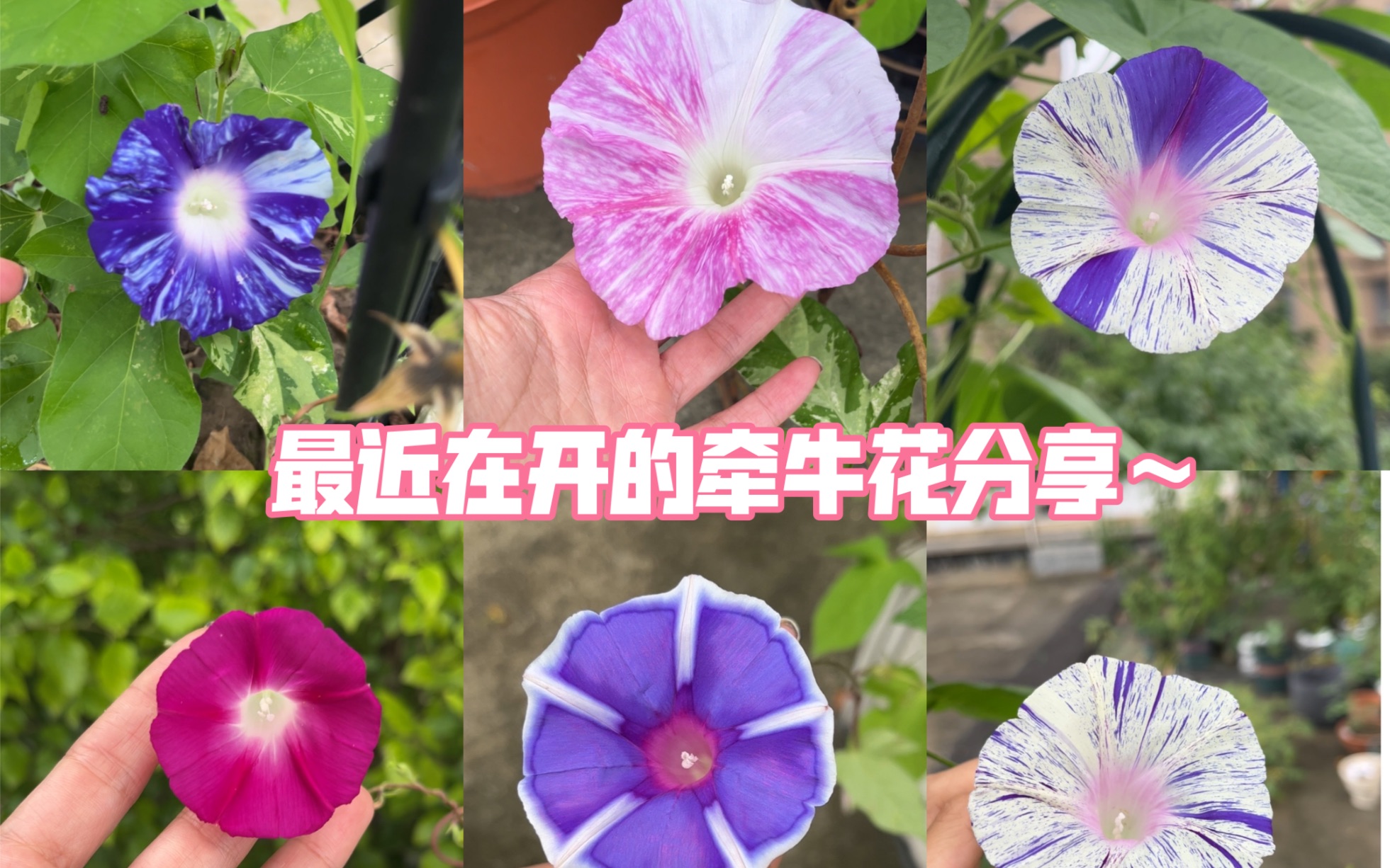 [图]最近在开的牵牛花分享～朝（zhao）颜以及小花品种