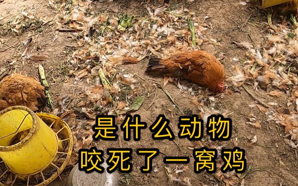一窝鸡一夜之间全被咬死是哪种动物干的野狗还是黄鼠狼呢