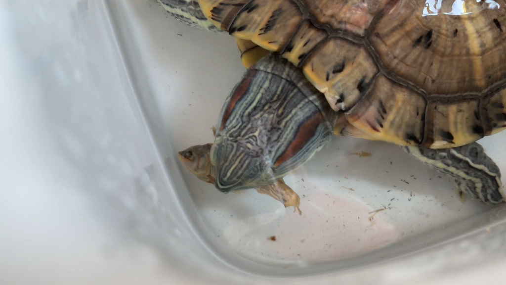 巴西龟为什么不吃东西