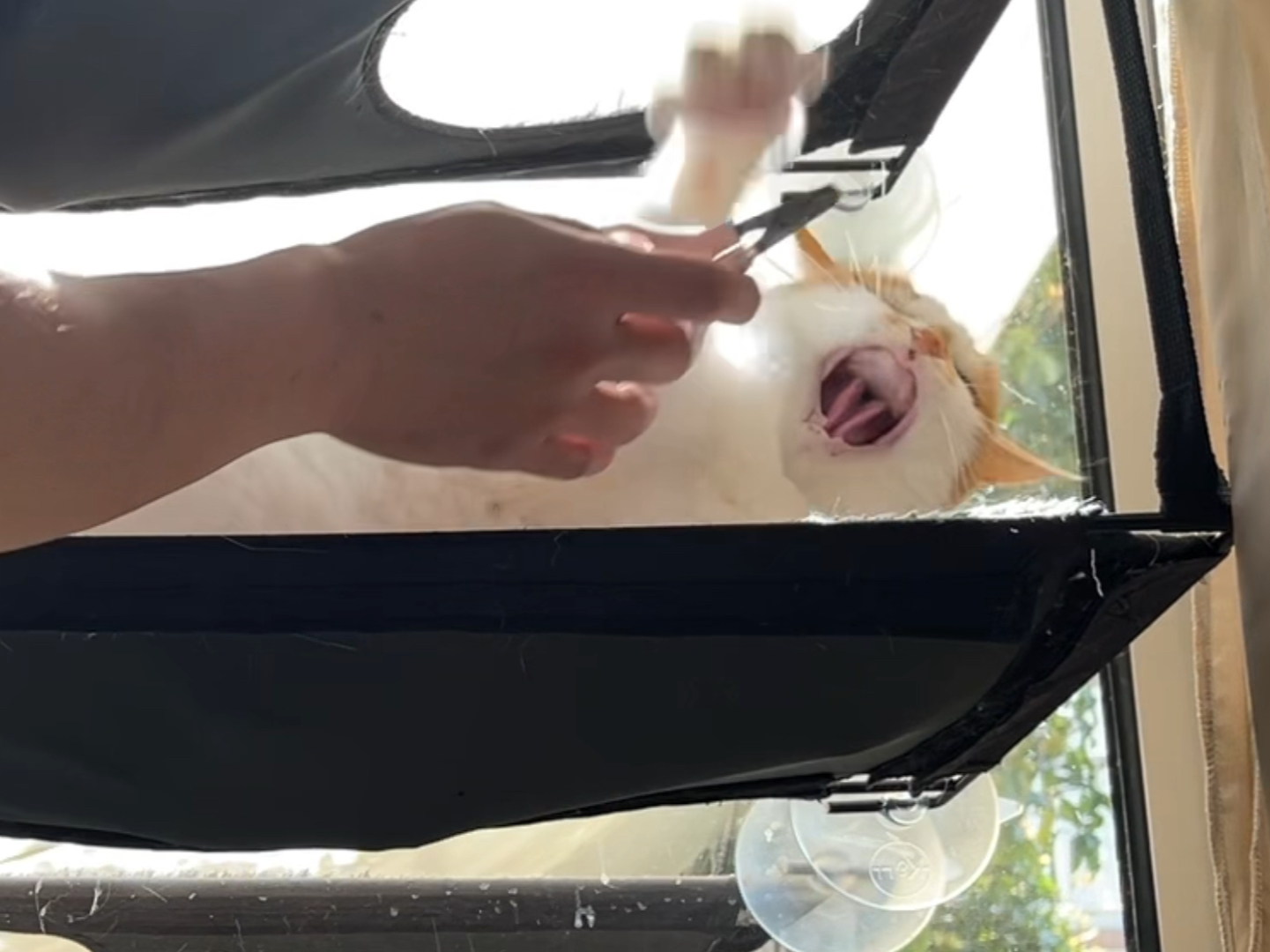 这是我家剪指甲难度最高的小猫咪