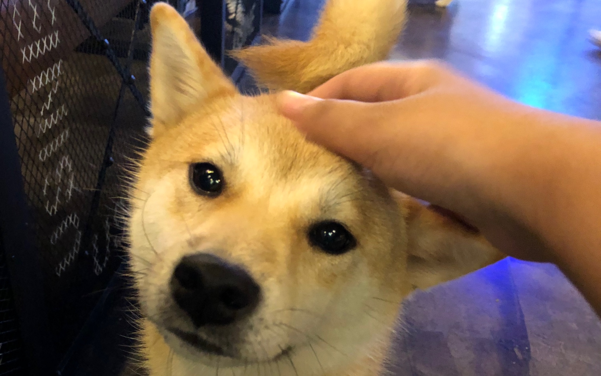 【柴犬】每天亿遍防止抑郁_哔哩哔哩 (゜-゜)つロ 干杯~-bilibili