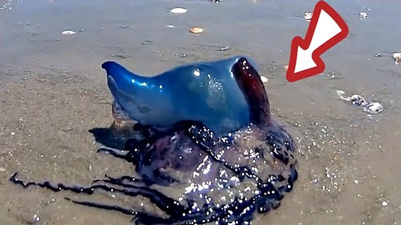 水母为什么有毒