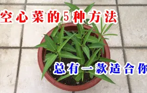 Télécharger la video: 5种空心菜的种植方法，简单、方便、高产，一直吃到秋季（上集）