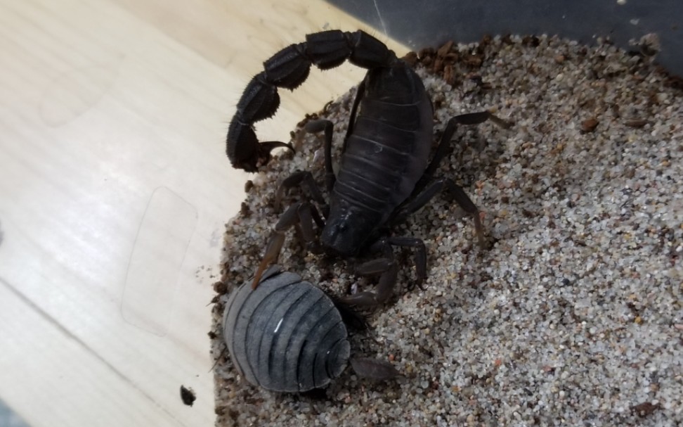 跑进屋的大土元喂食黑粗尾蝎尾针找突破口十分精彩