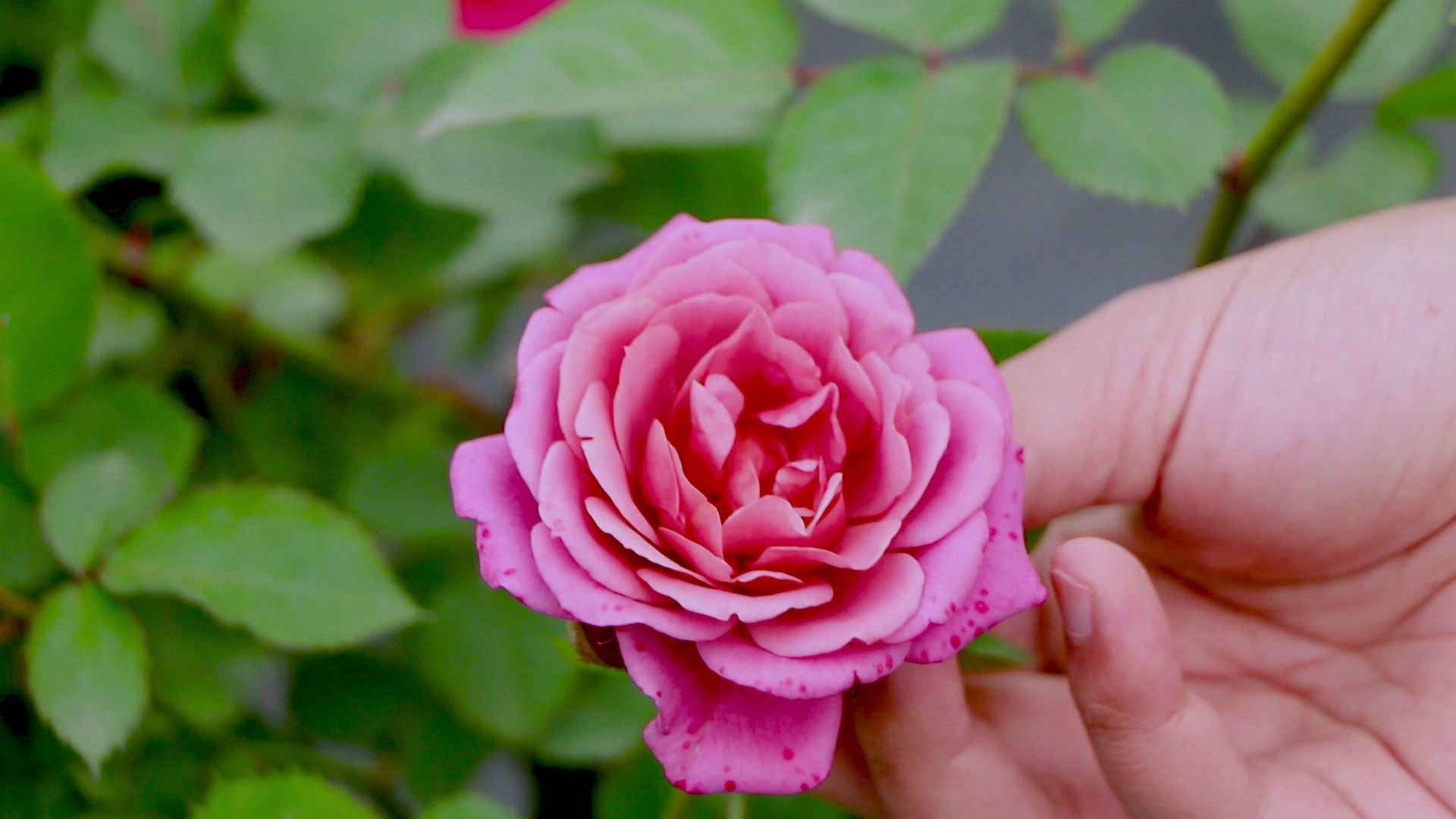 日本人气月季葵:甜蜜温柔又复古的豆沙紫色,让你的阳台每天有花