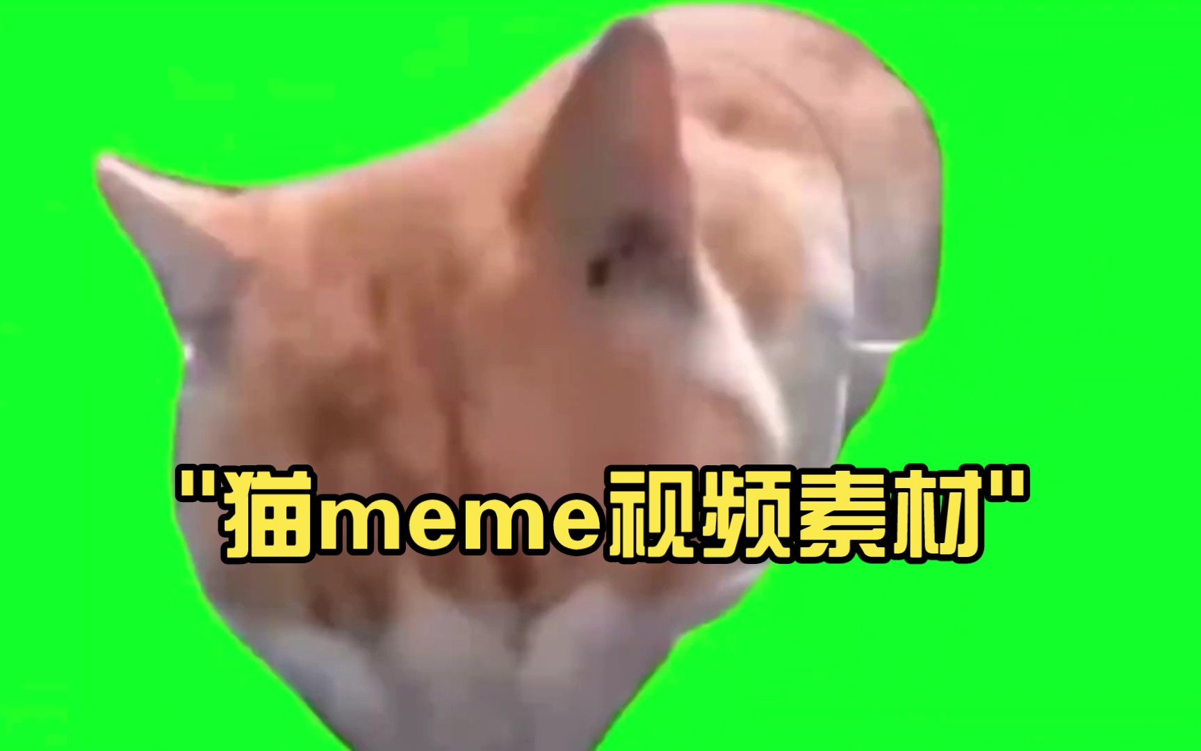 [图]猫meme视频素材