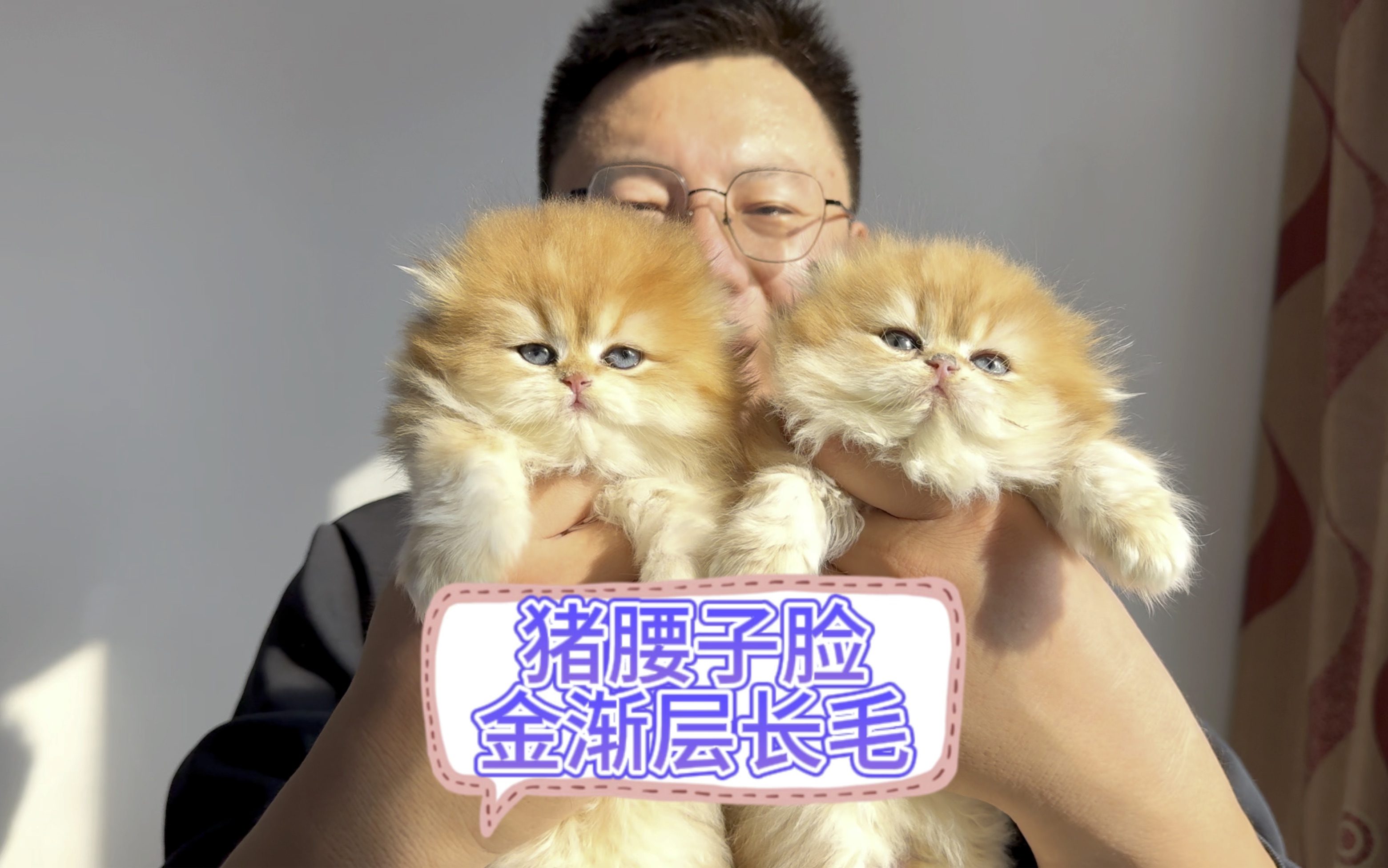 "猪腰子脸"金渐层长毛,为啥这么好看