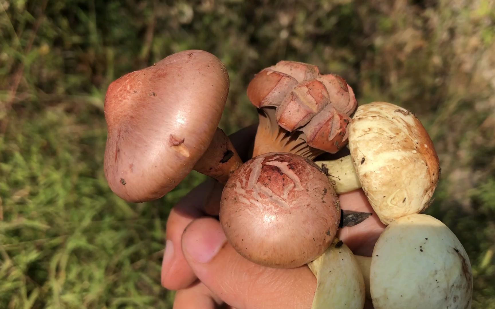 顶着北京的大太阳去捡蘑菇收获肉蘑松蘑菌帽都晒裂开了还有新奇发现