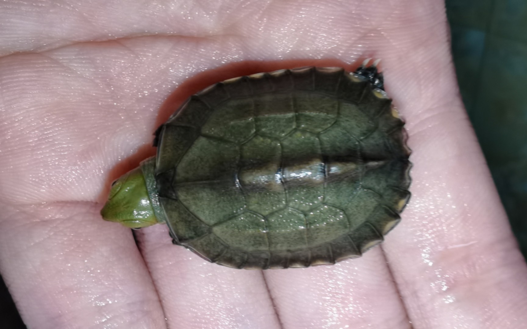 帮助可爱的小青龟苗破壳