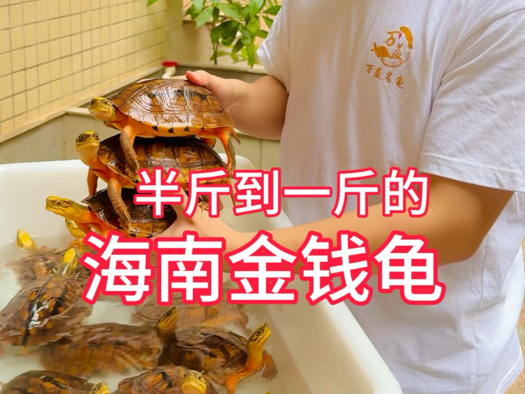 半斤到一斤的海南金钱龟!