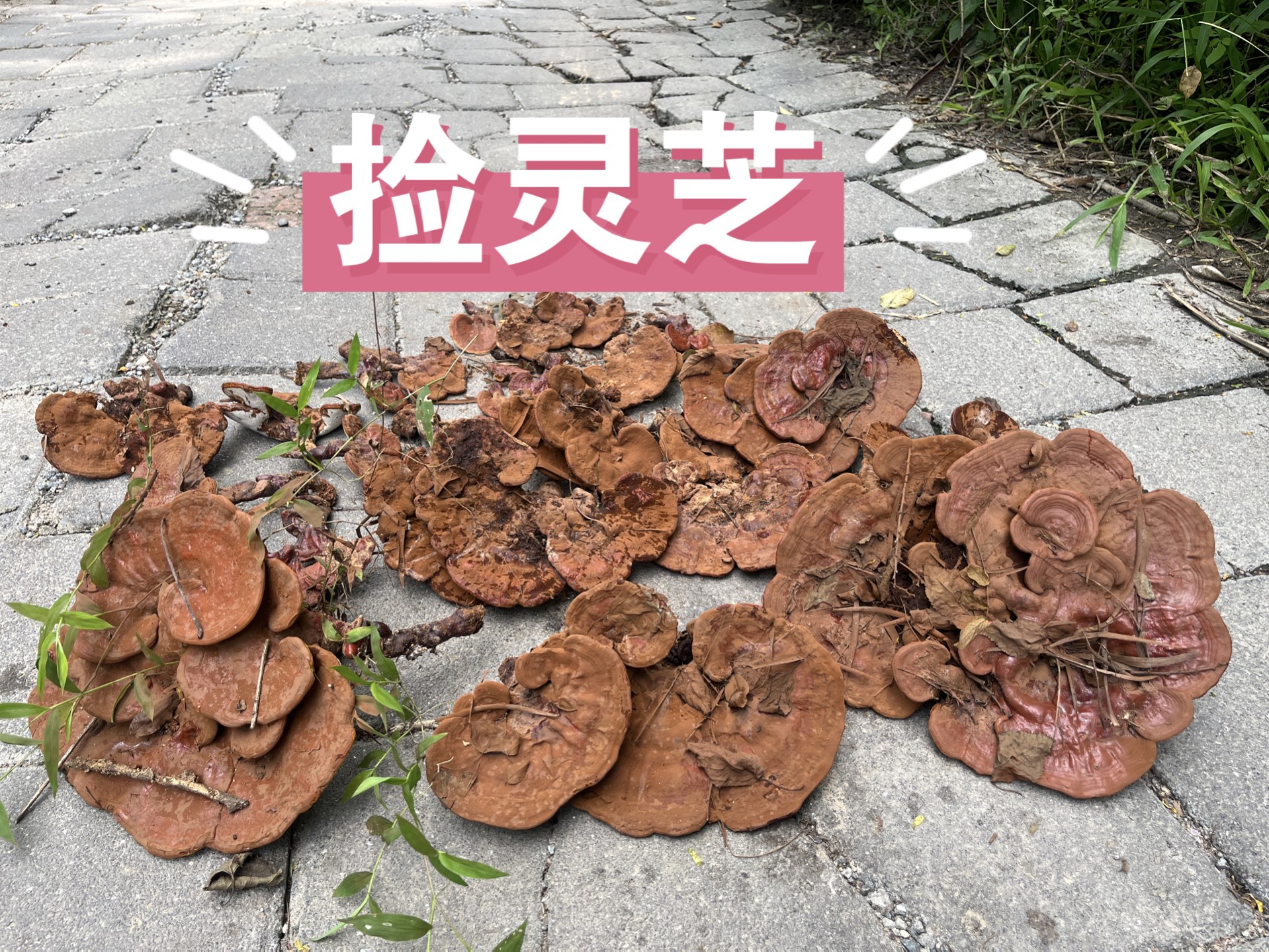 捡香血灵芝偶遇赤灵芝,峭壁上的赤灵芝没人捡,长得又大又好,十分钟就