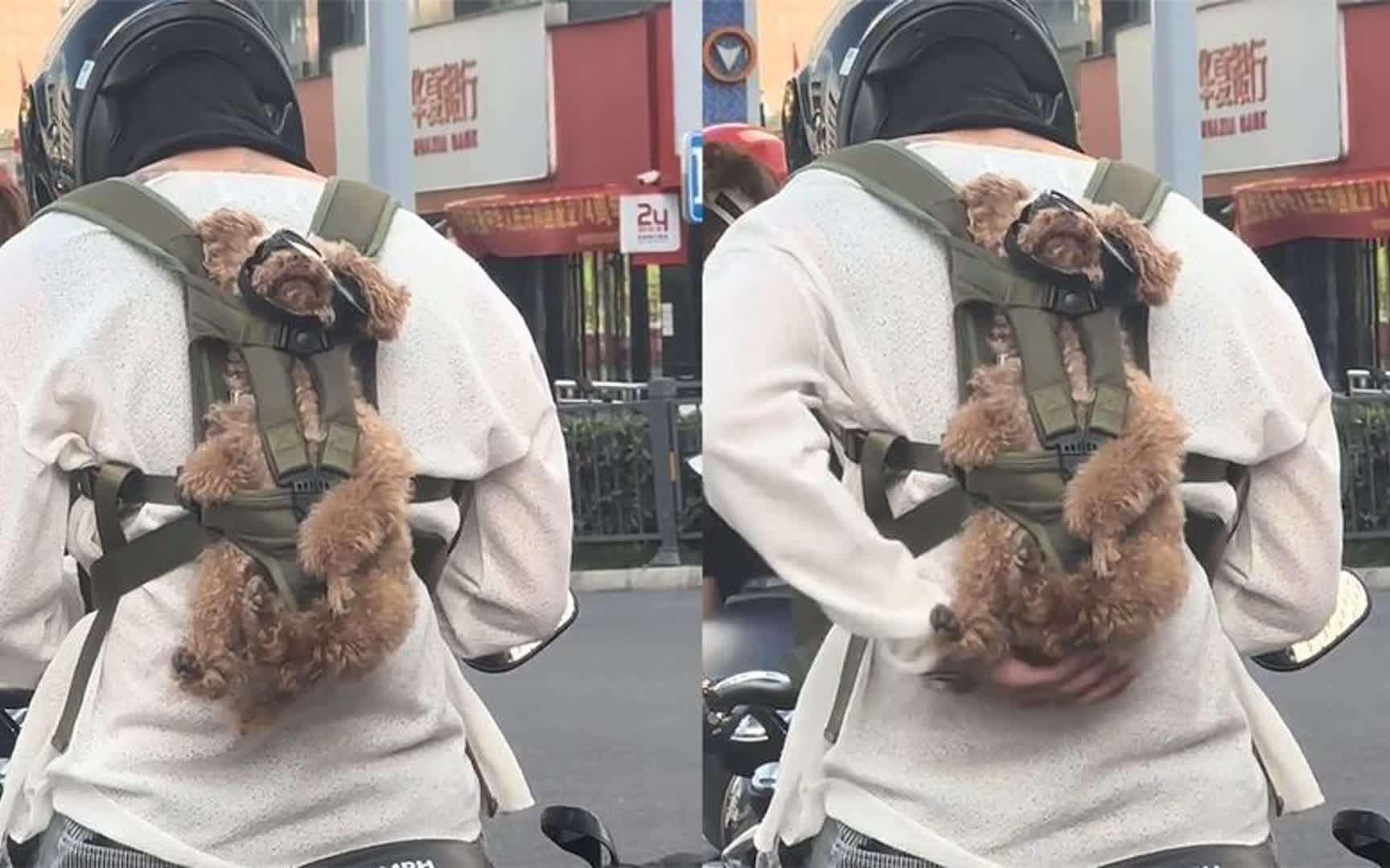 男子骑摩托带狗子出门,小狗被绑身后一脸生无可恋:就非得带我吗