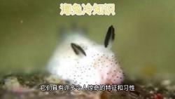 动物冷知识海兔哔哩哔哩bilibili