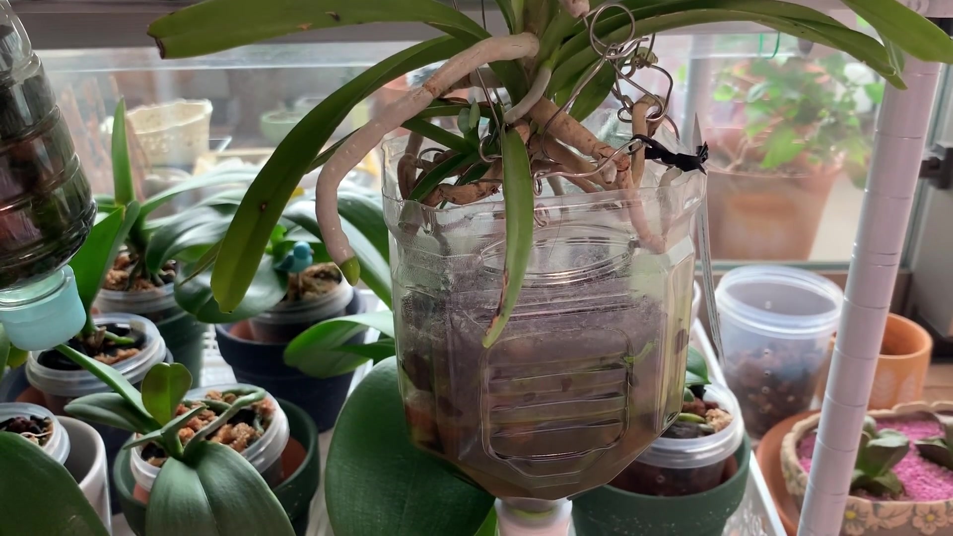 活动作品半水培方式养的万代兰长了很多根