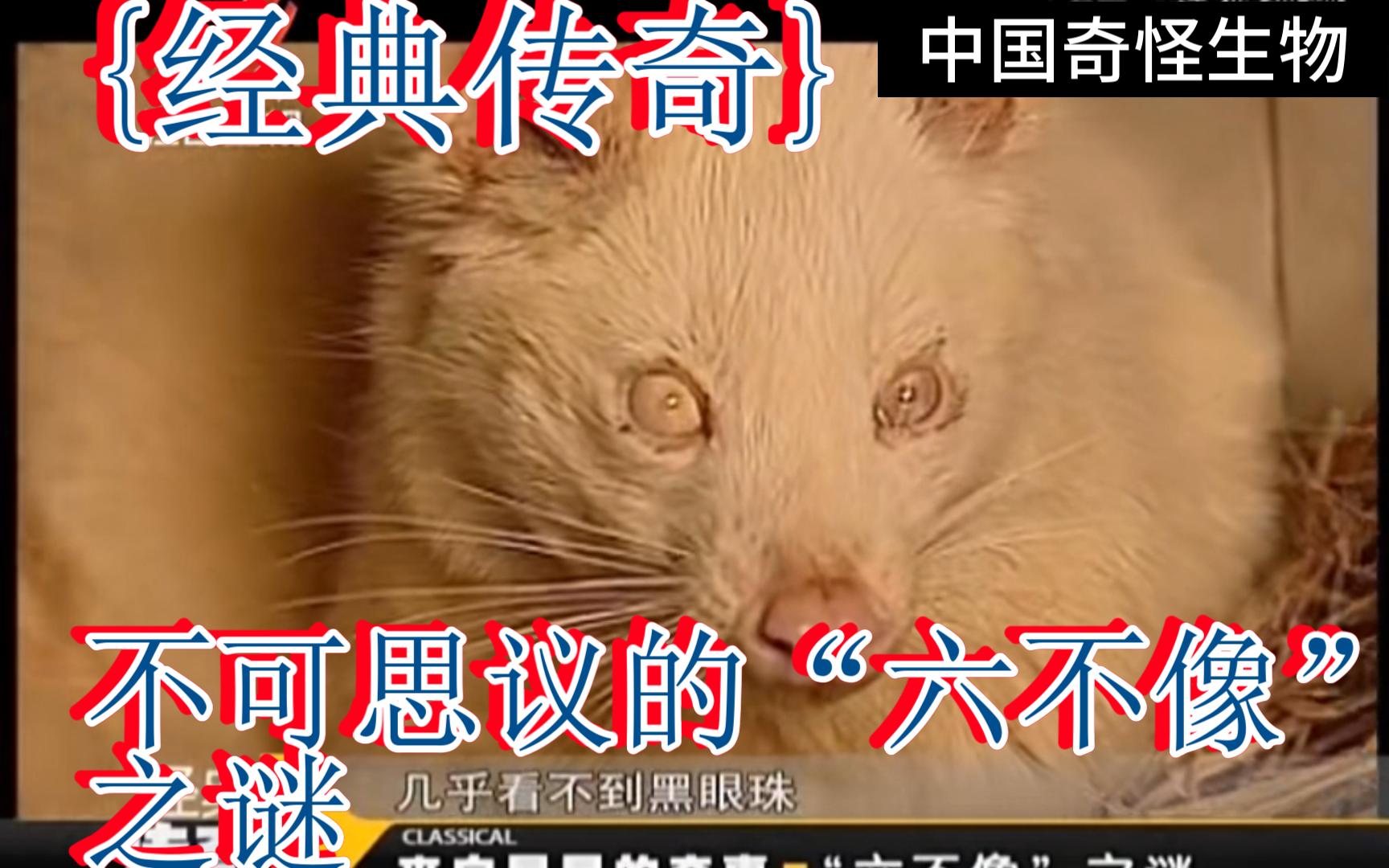 {经典传奇}不可思议的"六不像"之谜