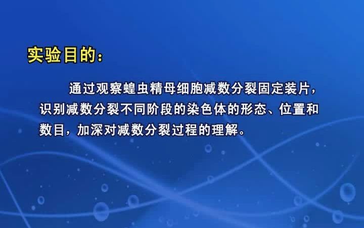 高中生物必修二 实验2 观察蝗虫的精母细胞减数分裂固定装片