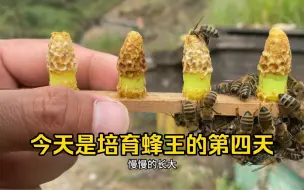 Tải video: 今天是培育蜂王的第四天。蜂王住的房子，已经发生了变化，房孔被一层蜡盖住了，蜂王还要在里面生长八天，就会长成形，就会咬破这层蜡盖，爬出来。