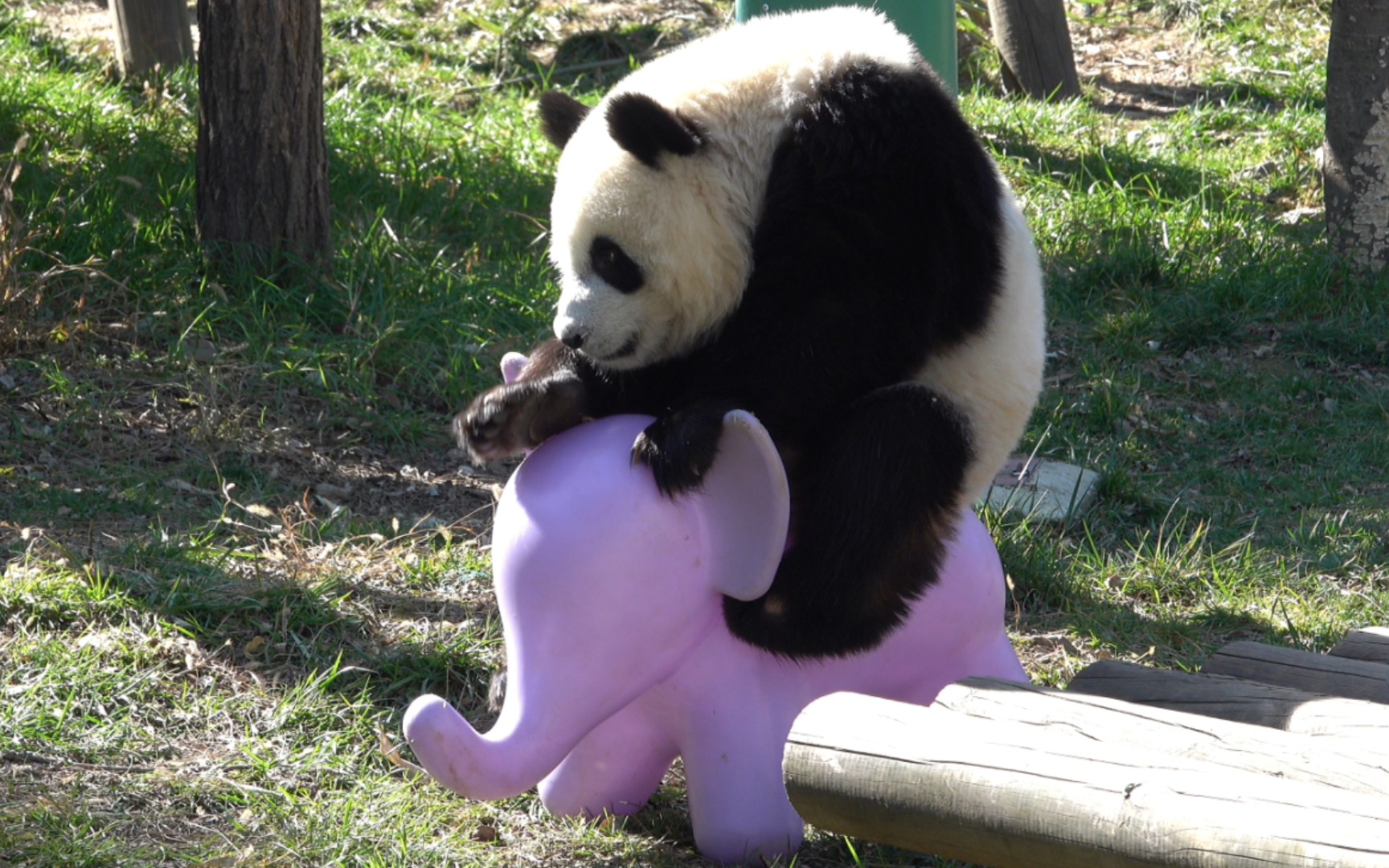 [大熊猫锦小七(荣荣)]大脸娃骑小象!这娃真是太聪明啦!