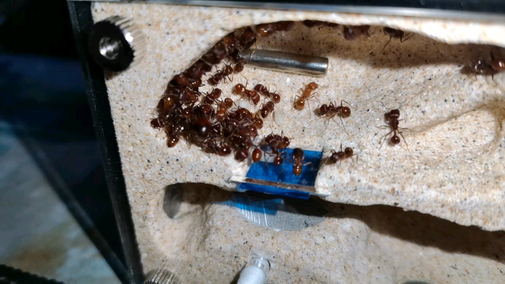 红胡须蚁状况～_哔哩哔哩 (゜-゜)つロ 干杯~-bilibili