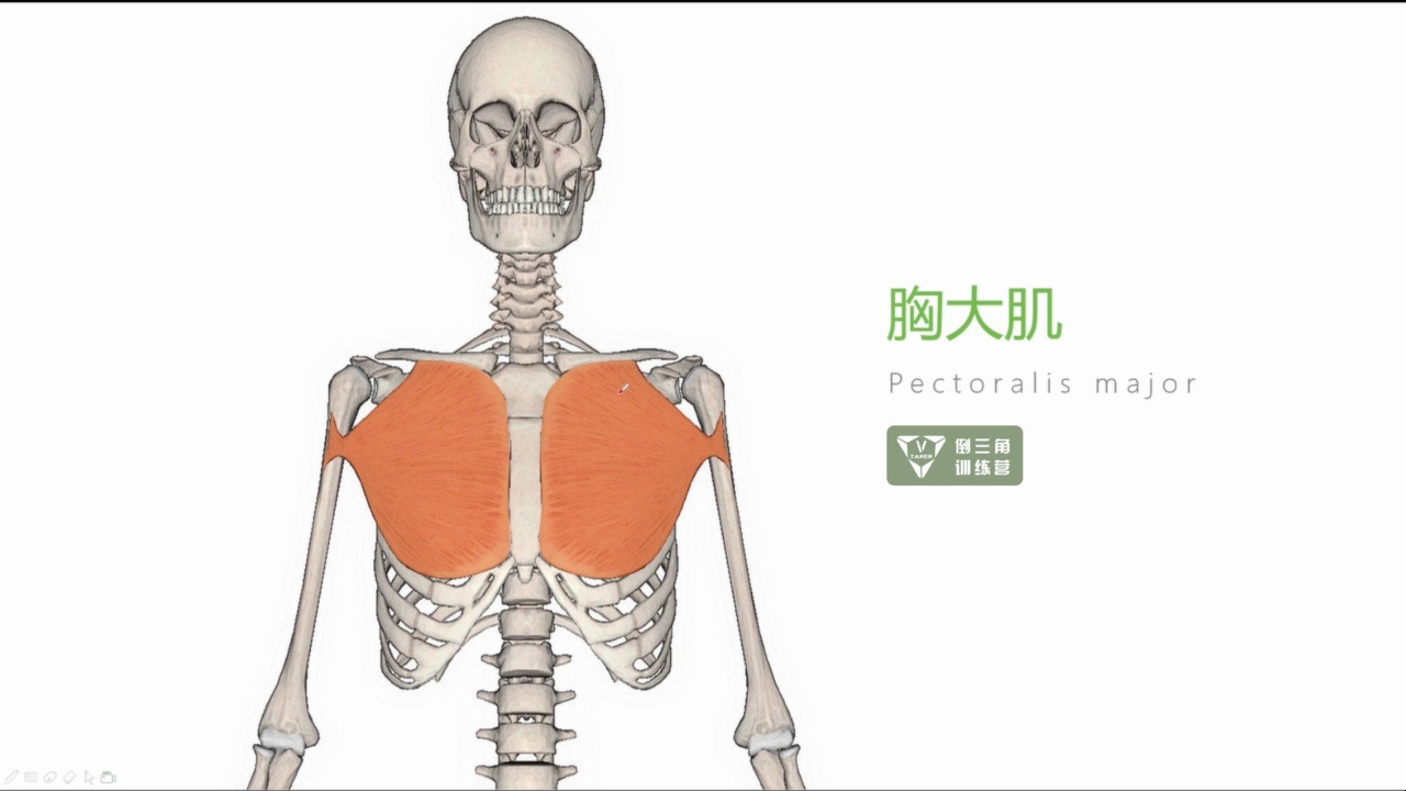 19肌肉解剖之胸大肌