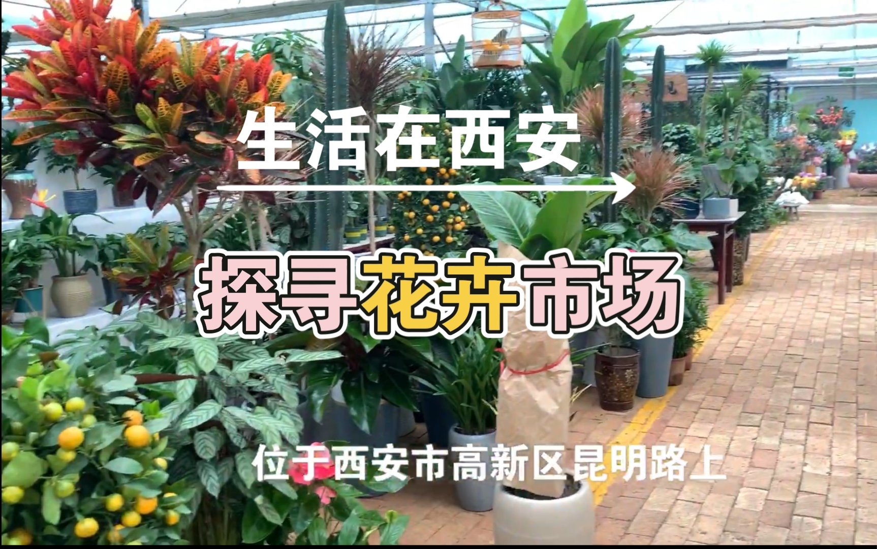 [图]买绿植啦！二线城市的烟火气｜生活在西安，周末逛花卉市场