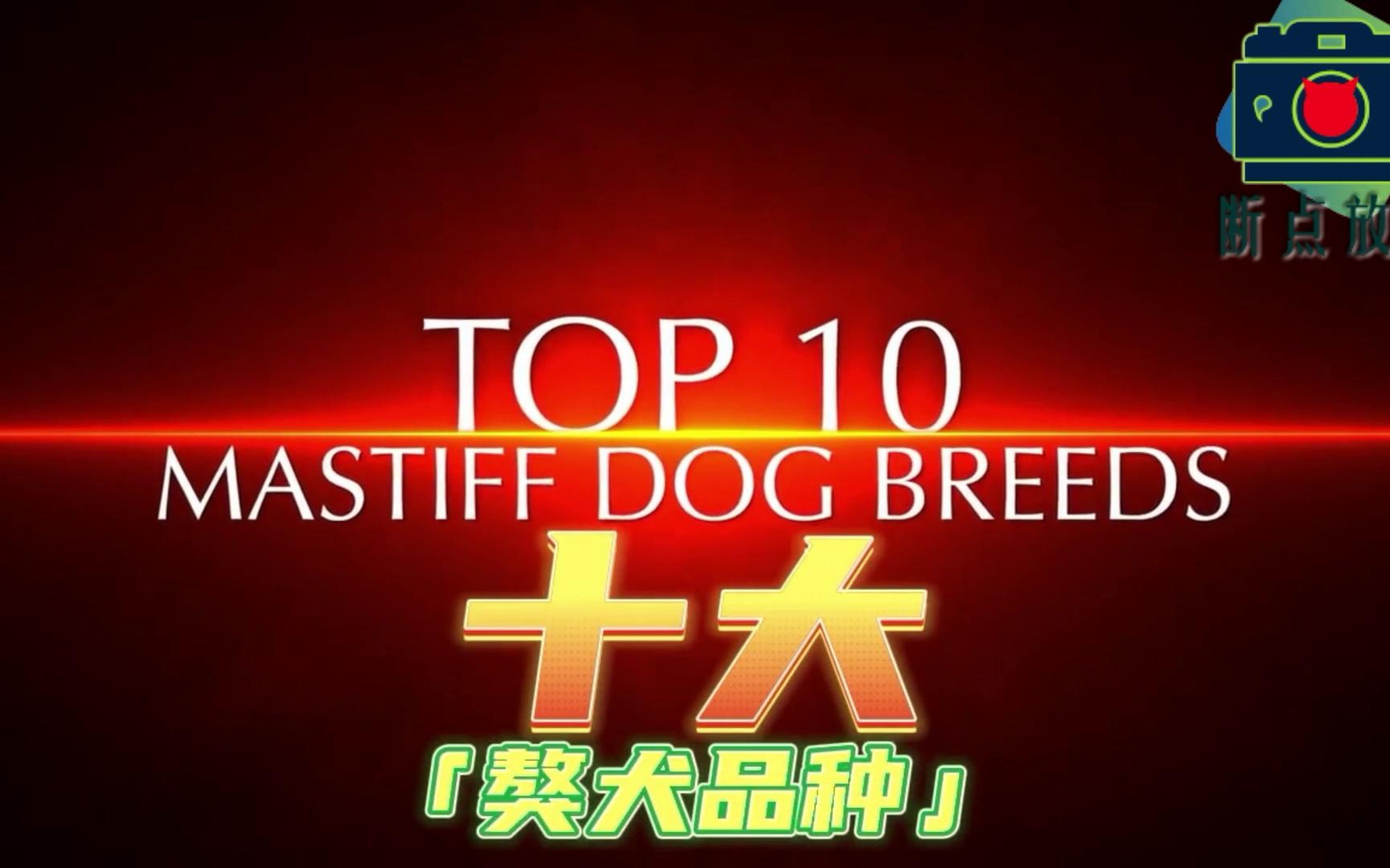 獒犬系列世界十大獒犬品种TOP 10!哔哩哔哩bilibili