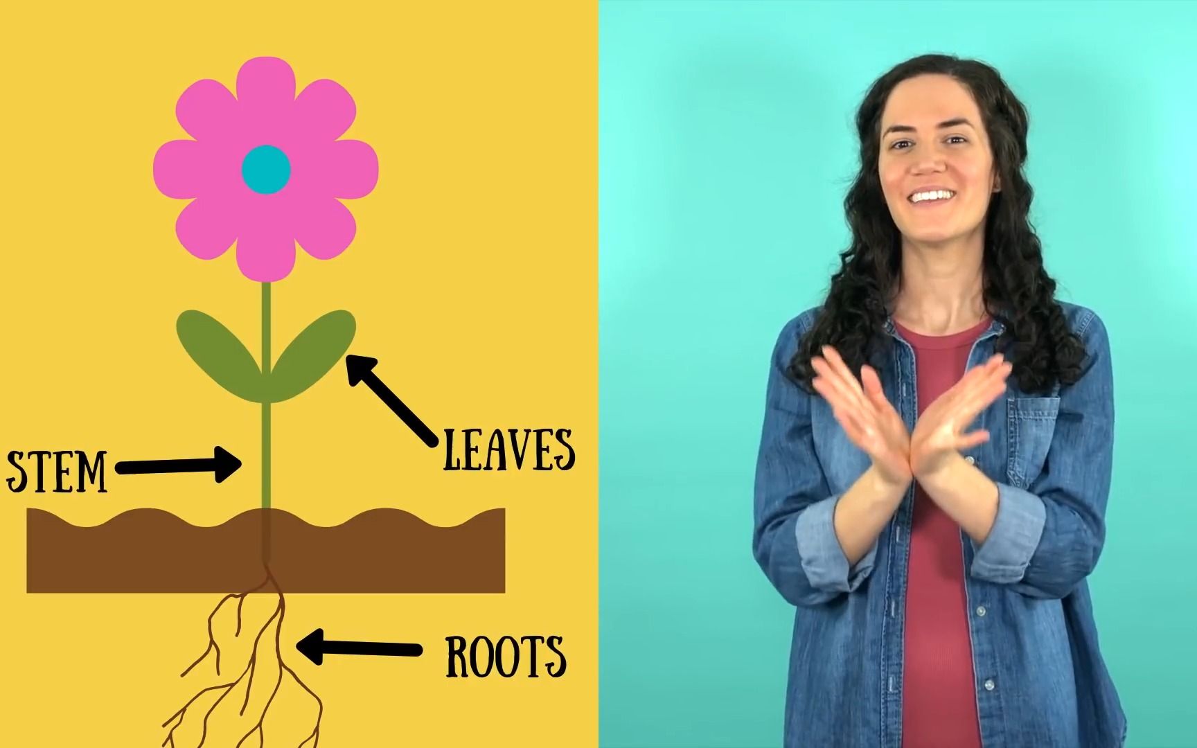 植物主题 roots stem leaves flower parts of a plant song