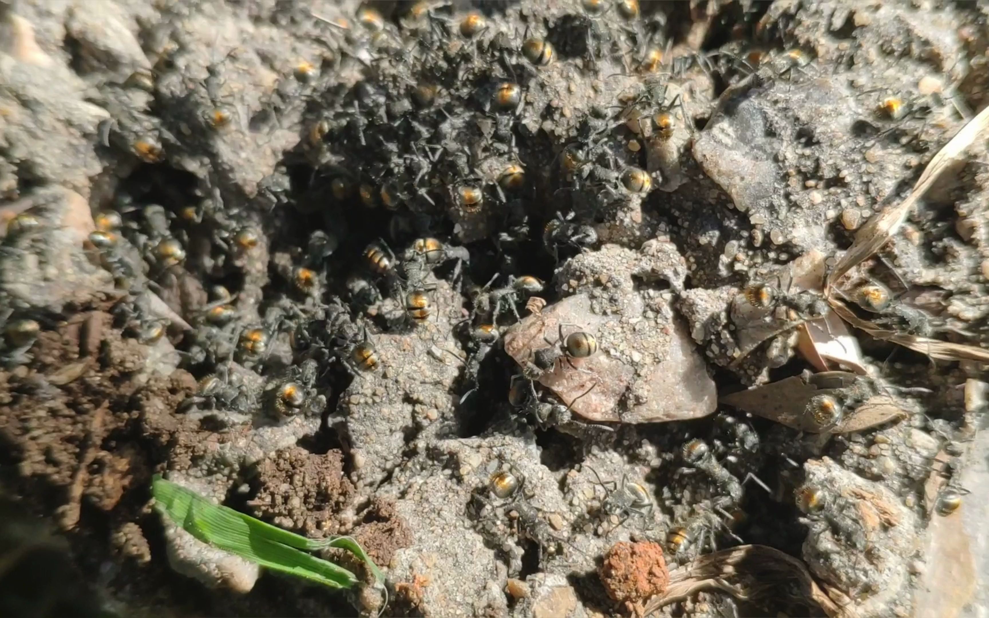 在澳洲的最后一次野采!金属皱猛蚁 胡可多刺蚁 澳洲蚂蚁 ant co