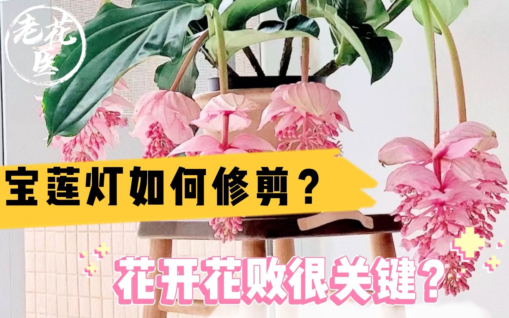 宝莲灯如何修剪?花开花败很关键?养花巧妙小知识!哔哩哔哩bilibili