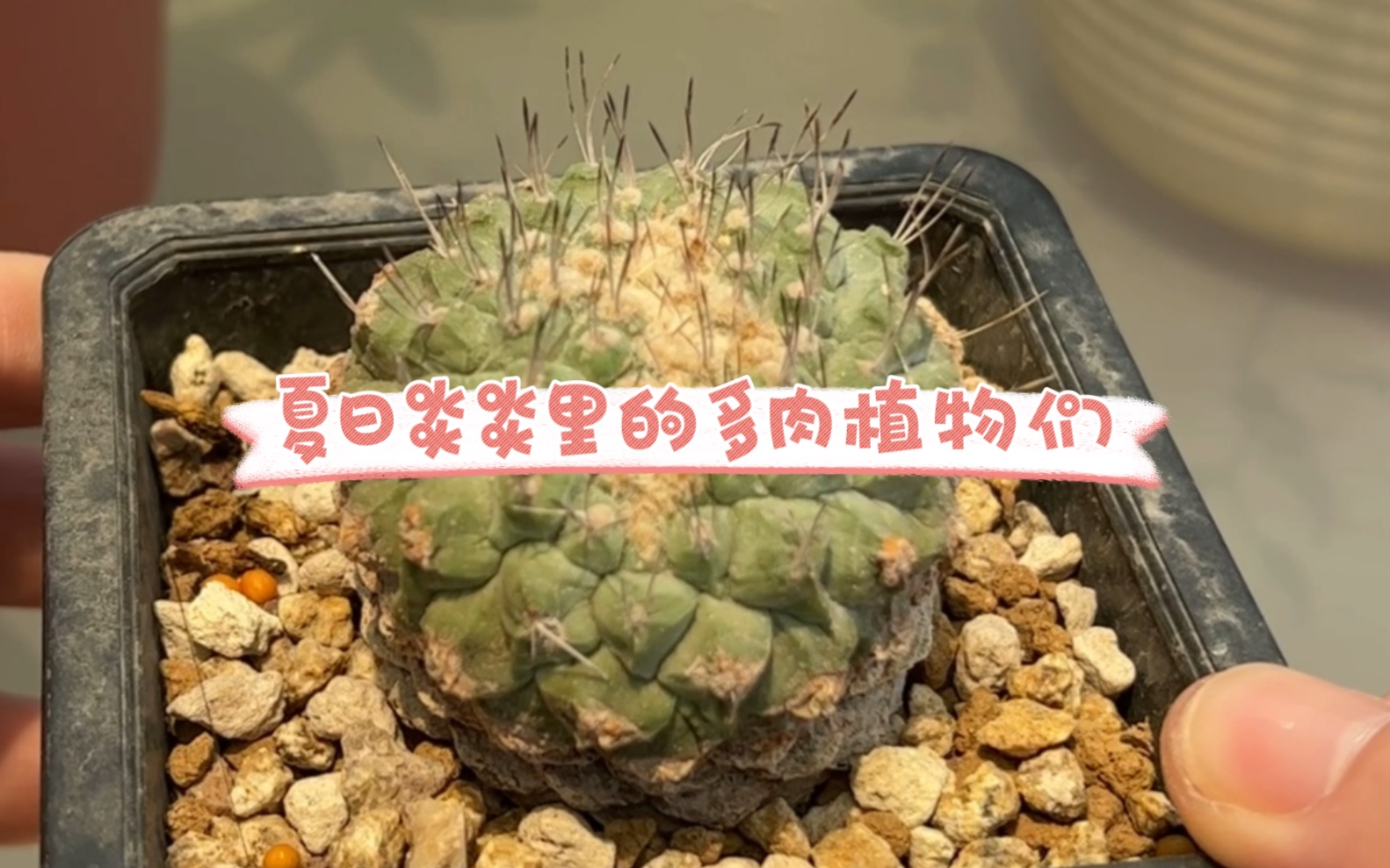 夏日炎炎里的多肉植物们哔哩哔哩bilibili