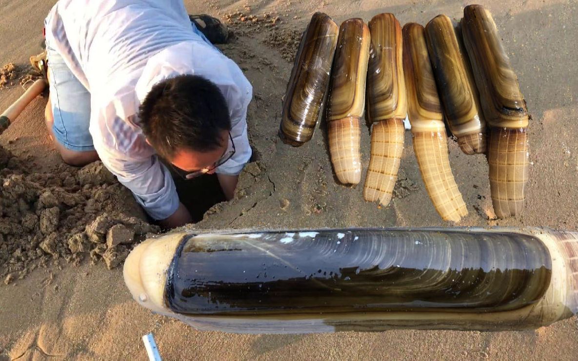 二哥挖本土最大蛏王,30公分长重达3两多,市场收购价300多一斤