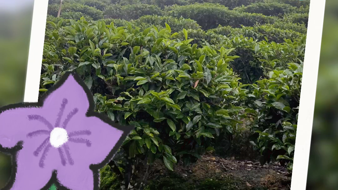 潮州乡村振兴之赤凤四望坪村