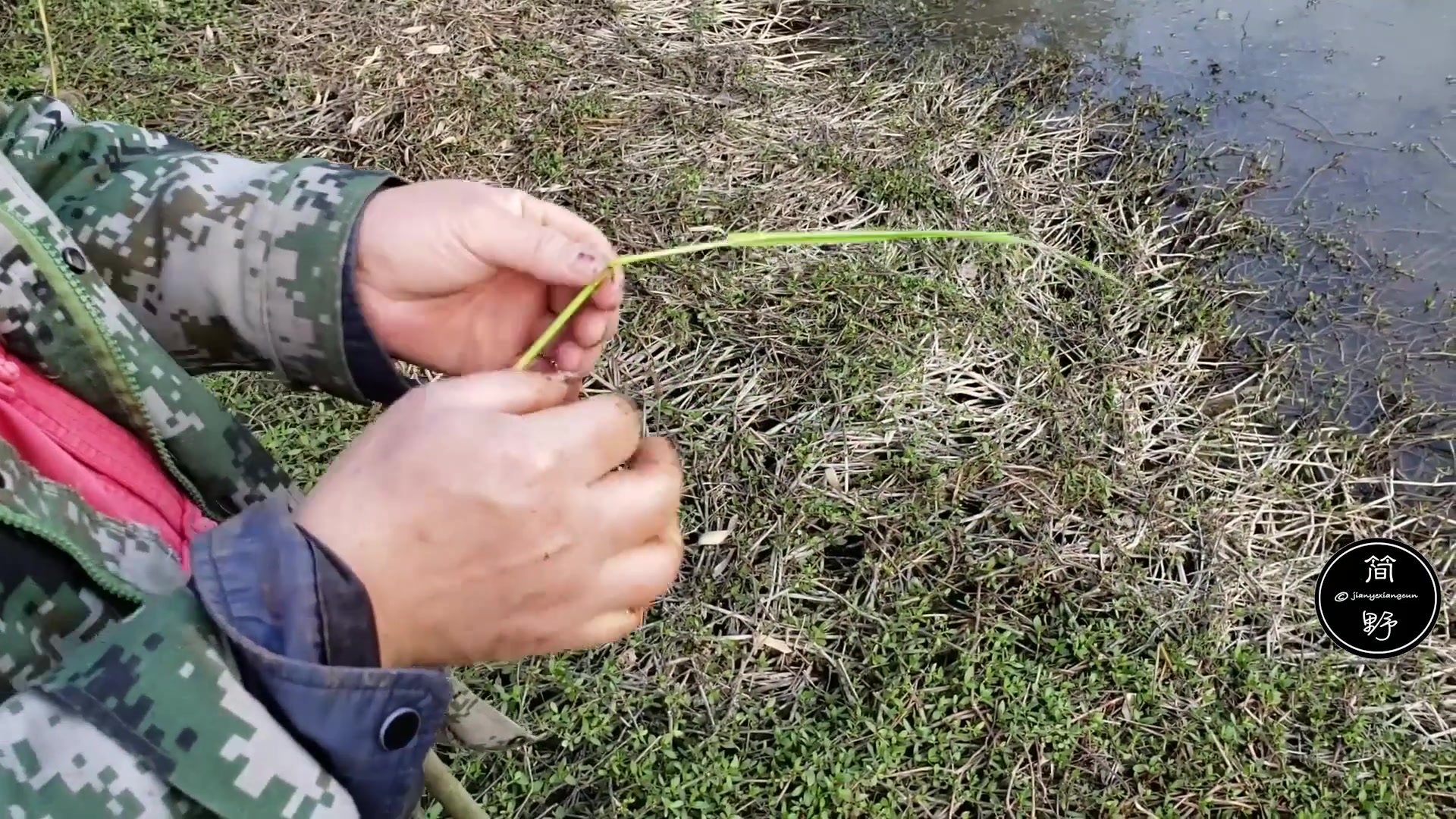 【简野乡村】你造吗?钓鱼其实很简单,只要用一根草就能钓到一条鱼