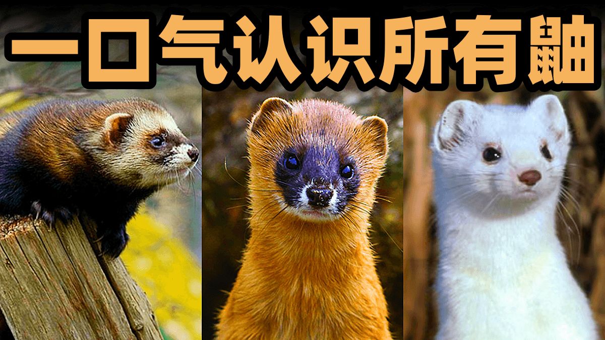 可爱与凶猛并存，黄鼠狼所在的鼬属都有哪些成员