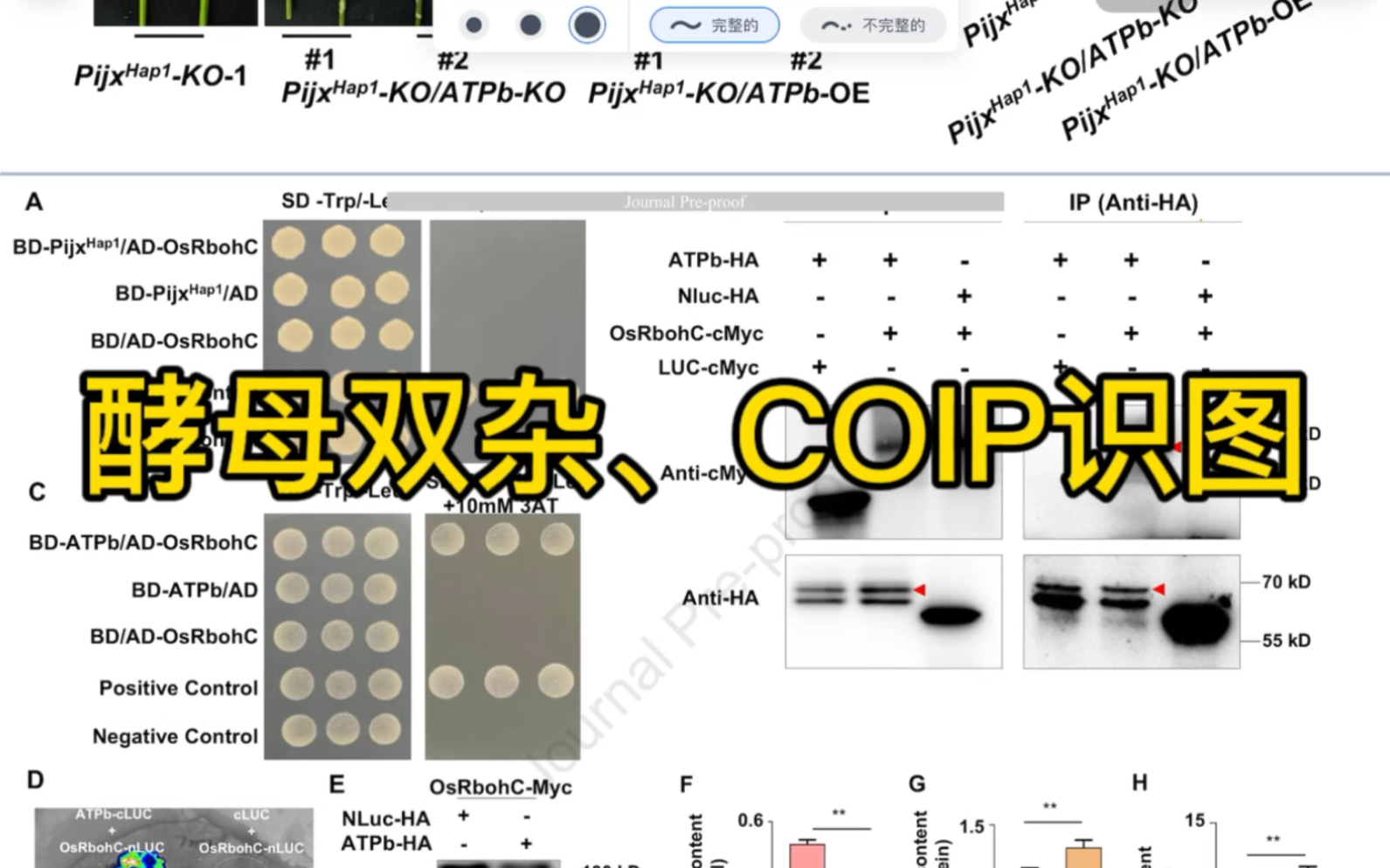 作物遗传育种 酵母双杂与COIP识图哔哩哔哩bilibili