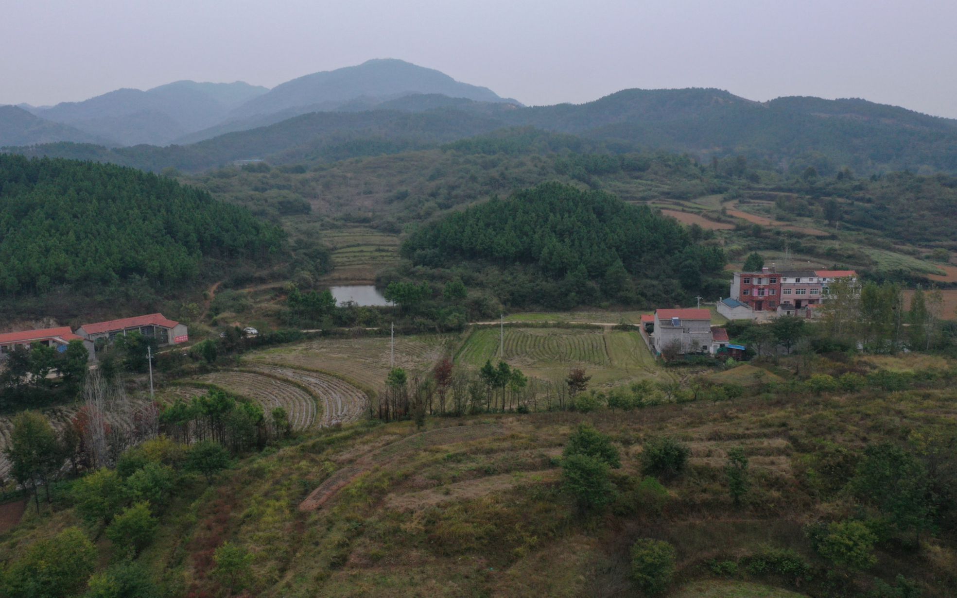 蓮花風水寶地黃狗戀窩形流傳百年故事風水大師王君植帶徒尋龍