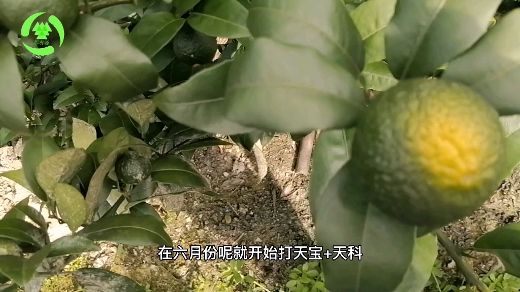 沃柑里面的白色丝发灰(沃柑里面是灰的,怎么回事)
