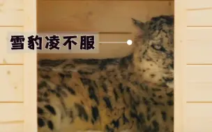 下载视频: 【西野】猛兽出没预警！来感受下野生雪豹的暴躁，这次是西野最凶的雪豹凌不服！