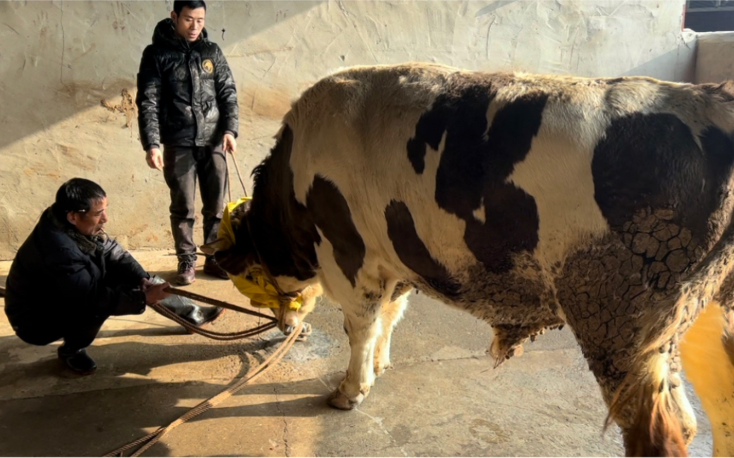 [图]牛！高手在民间 师傅用传说中的“锤穴”手法杀牛 牛没反应过来就倒了