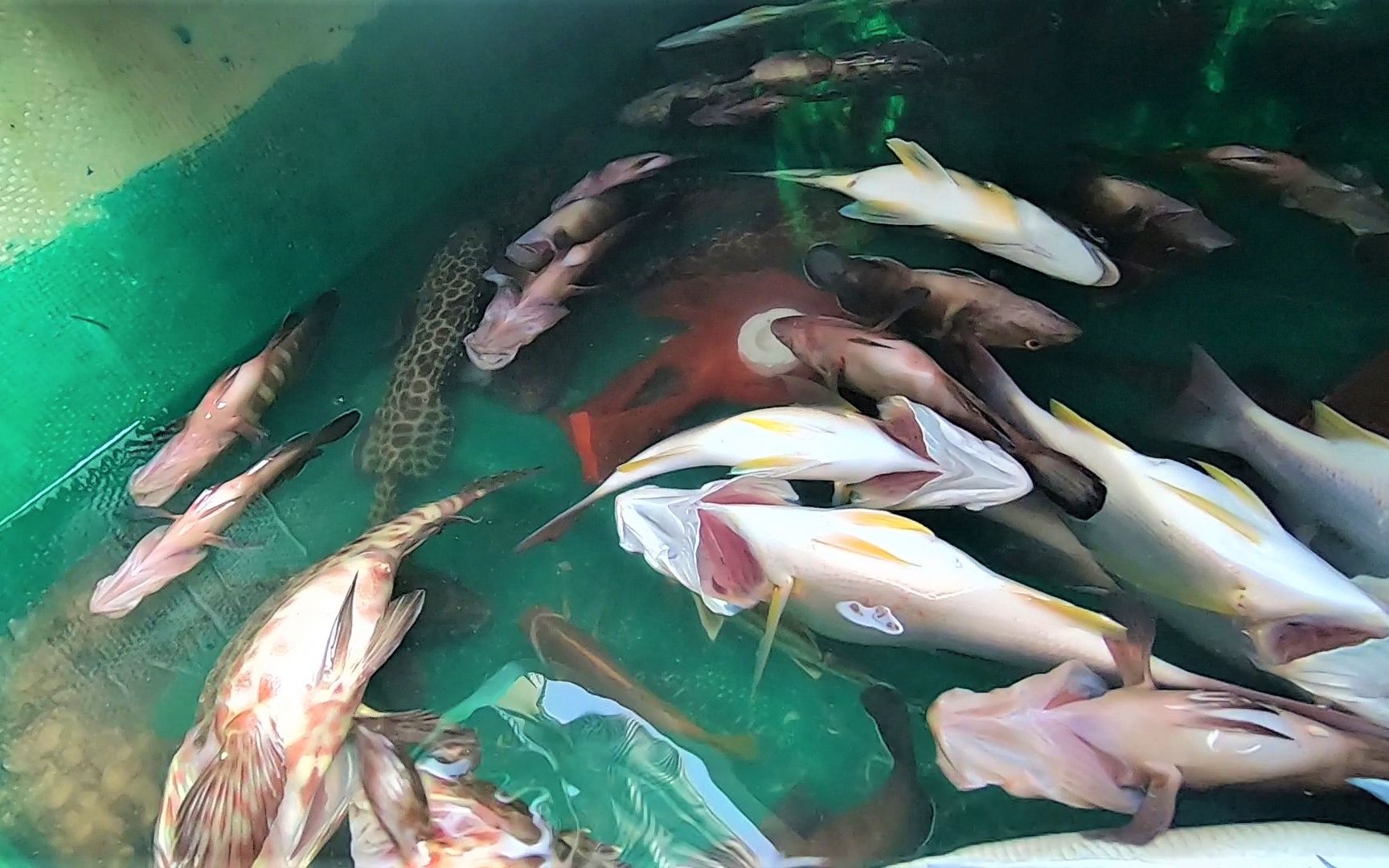 老船长出海竟撞上石斑鱼群,一下捕获几十斤,放了千枚排钩真值_哔哩