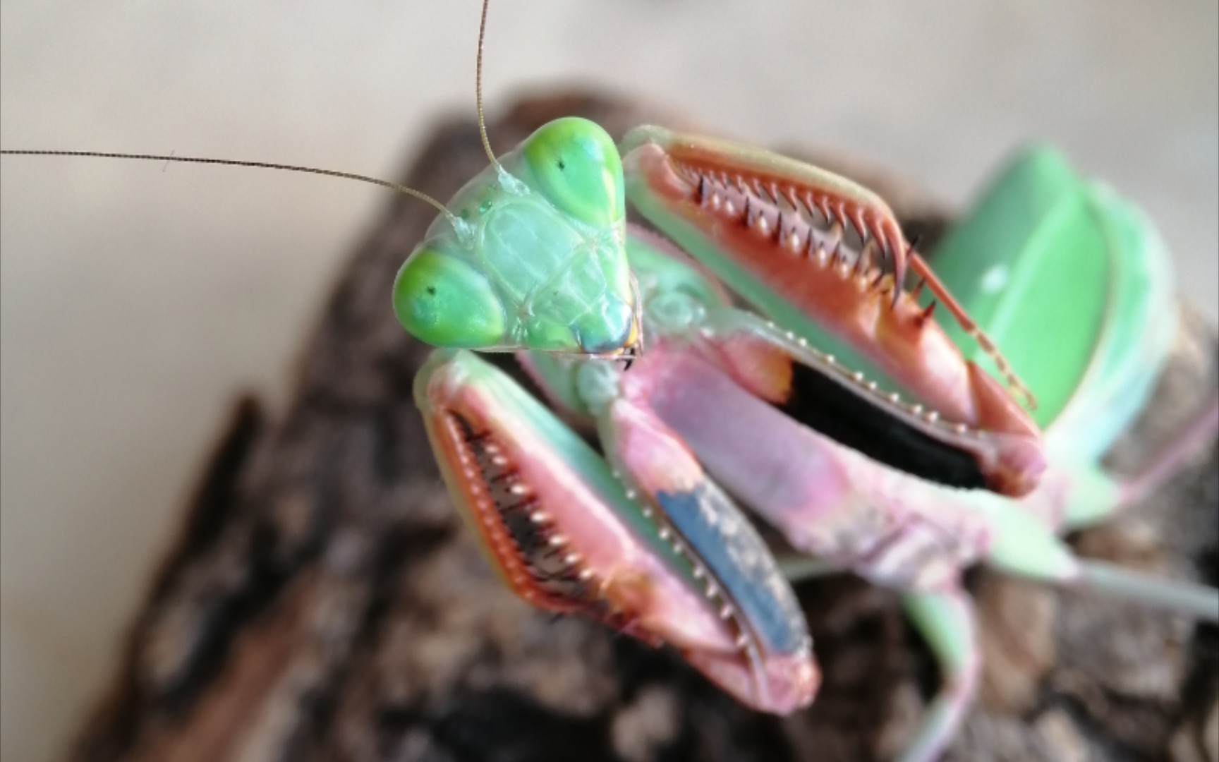 0澳宽短暂对峙9.0华刀_哔哩哔哩_bilibili